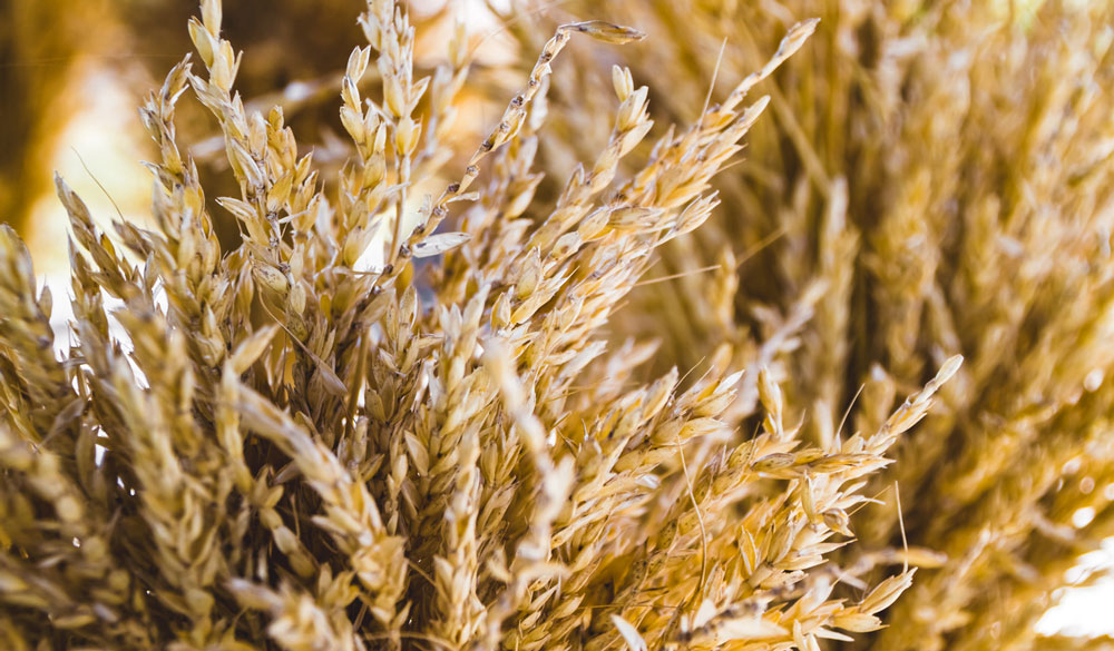 Vorteile von Weizenkeimen